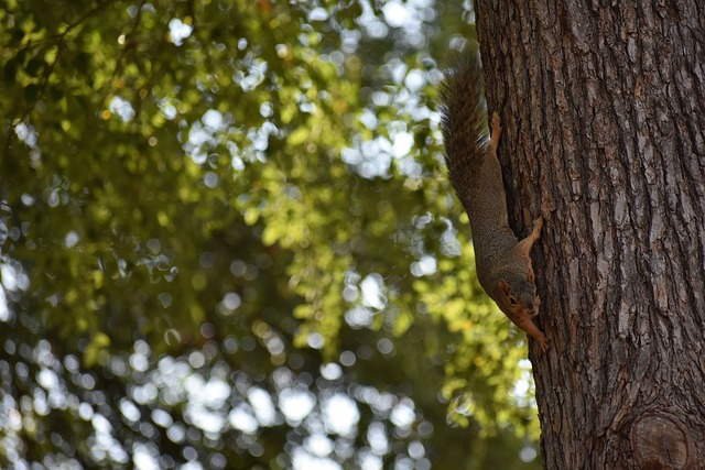 处于重建期 处于重建期